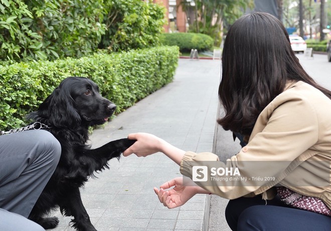 [Ảnh] 3 chú khuyển đặc biệt kiểm tra khách sạn Melia trước ngày Chủ tịch Kim Jong-Un đến Việt Nam - Ảnh 12.