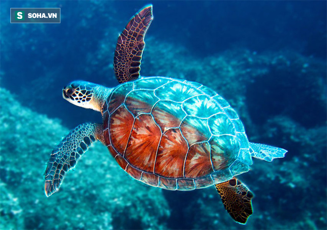 Chuyên gia: 3 đặc điểm giúp rùa trở thành loài sống thọ nhất thế ...