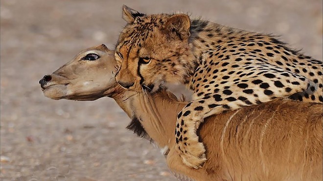 Báo săn hùa nhau đánh hội đồng linh dương kudu ngay cả khi có mặt con người - Ảnh 1.