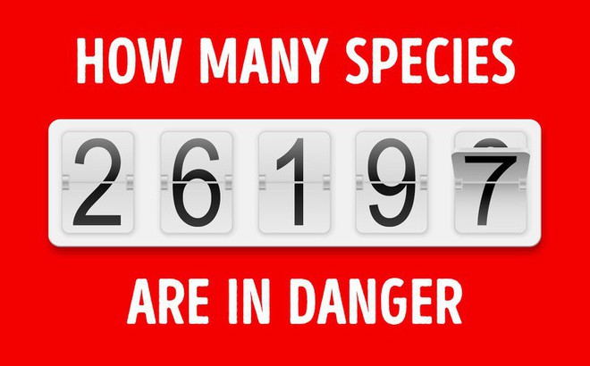 Số liệu cho thấy loài người đã làm gì: Chúng ta không còn được trông thấy những loài vật này nữa - Ảnh 1.