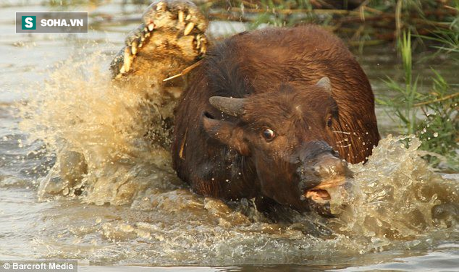 Nghé con khóc thét vì bị cá sấu cắn gãy chân và màn thoát chết khó tin - Ảnh 1.