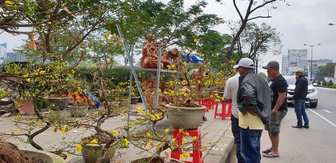 Chợ hoa Xuân Đà Nẵng: Quất, cúc tăng giá, mai ế ẩm - Ảnh 7.