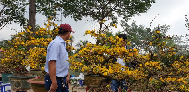 Chợ hoa Xuân Đà Nẵng: Quất, cúc tăng giá, mai ế ẩm - Ảnh 10.