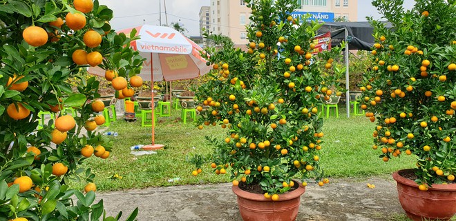 Chợ hoa Xuân Đà Nẵng: Quất, cúc tăng giá, mai ế ẩm - Ảnh 11.