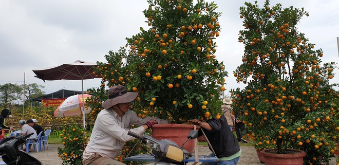 Chợ hoa Xuân Đà Nẵng: Quất, cúc tăng giá, mai ế ẩm - Ảnh 14.