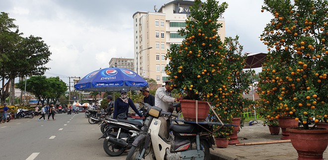 Chợ hoa Xuân Đà Nẵng: Quất, cúc tăng giá, mai ế ẩm - Ảnh 13.