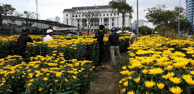 Chợ hoa Xuân Đà Nẵng: Quất, cúc tăng giá, mai ế ẩm - Ảnh 17.