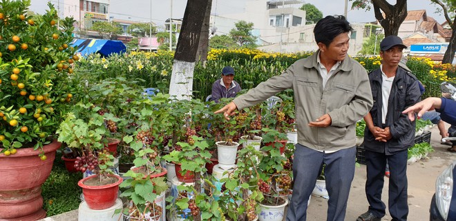 Chợ hoa Xuân Đà Nẵng: Quất, cúc tăng giá, mai ế ẩm - Ảnh 19.