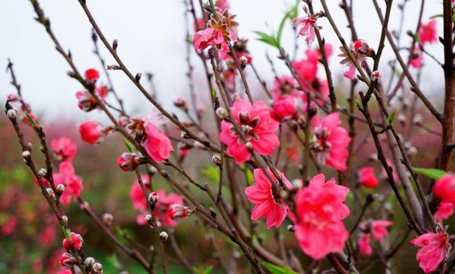 Nỗi lòng nàng dâu ăn Tết xa quê: Gọi điện về chỉ nhìn được mặt bố mẹ, con chứ không ôm được - Ảnh 1.