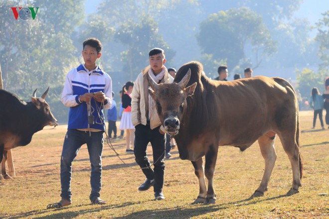 Đầu Xuân xem người dân Điện Biên phấn khởi mang bò khỏe đi thi chọi - Ảnh 5.