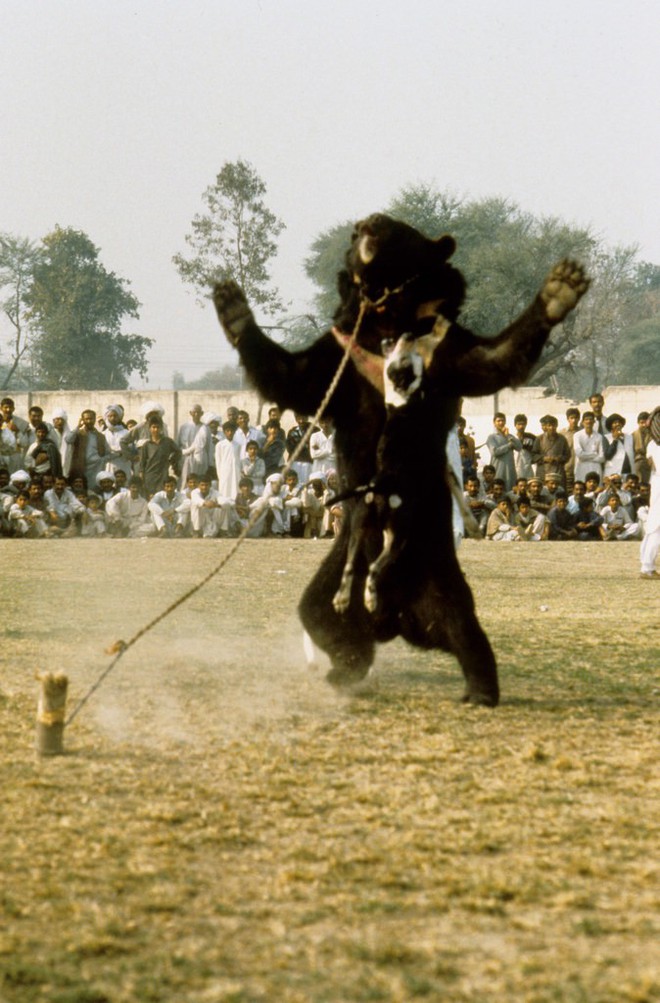 Chó ngao Pakistan điên cuồng lao vào cuộc chiến với gấu đen và kết thúc không ngờ - Ảnh 7.