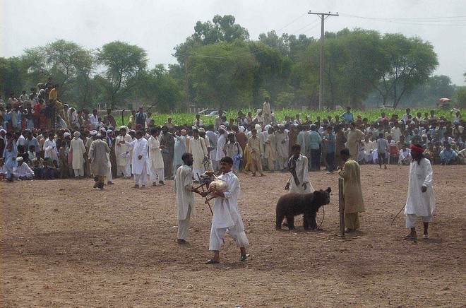 Chó ngao Pakistan điên cuồng lao vào cuộc chiến với gấu đen và kết thúc không ngờ - Ảnh 11.