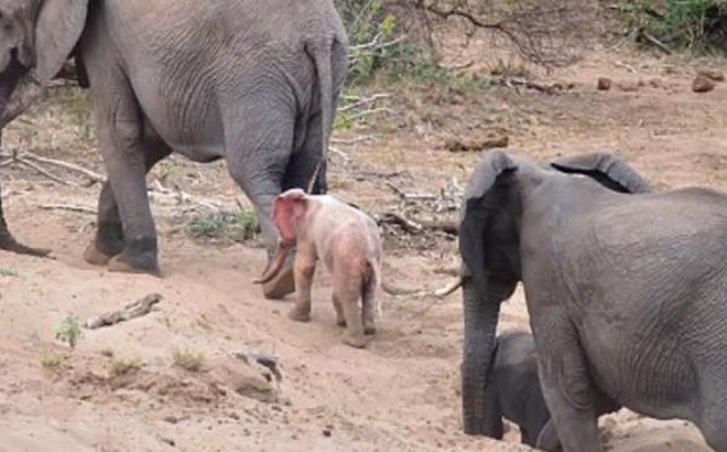 Mục sở thị voi hồng hiếm có ở Nam Phi - Ảnh 3.