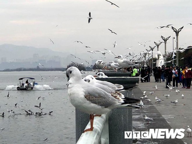 Kỳ lạ hồ nước trên núi cao có cả triệu con chim hải âu bay rợp trời - Ảnh 9.