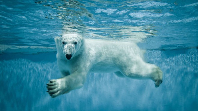 Gấu trắng Bắc Cực khắp Bắc Mỹ đang cho ra những cục phân... phát sáng và đây là lý do - Ảnh 3.