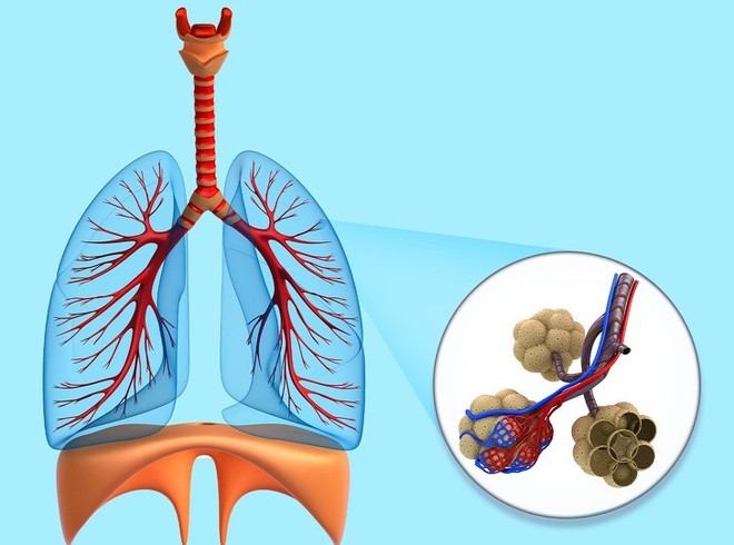 Ai quan tâm đến sức khoẻ tim, gan, phổi, thận cần phải biết điều này - Ảnh 3.