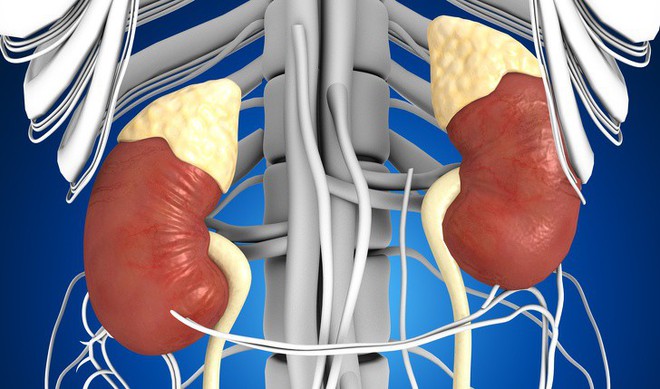 Ai quan tâm đến sức khoẻ tim, gan, phổi, thận cần phải biết điều này - Ảnh 5.