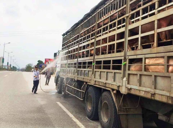 Đàn lợn hàng chục con bất ngờ chết, phát hiện ổ dịch tả lợn châu Phi tại Nghệ An - Ảnh 2.