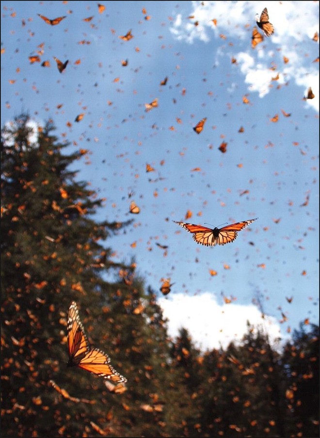 Hàng triệu bướm vua rực rỡ sắc màu bay rợp trời nước Mỹ - Ảnh 2.