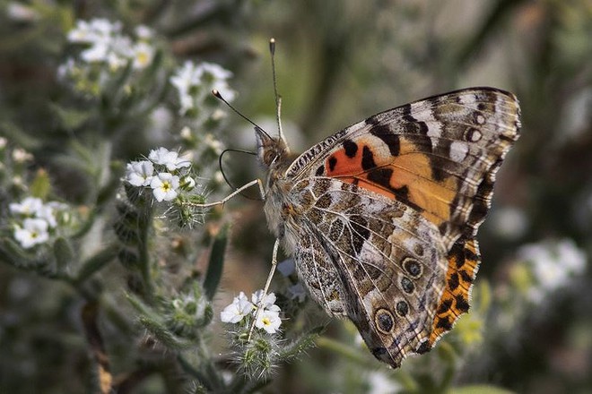 Hàng triệu bướm vua rực rỡ sắc màu bay rợp trời nước Mỹ - Ảnh 3.