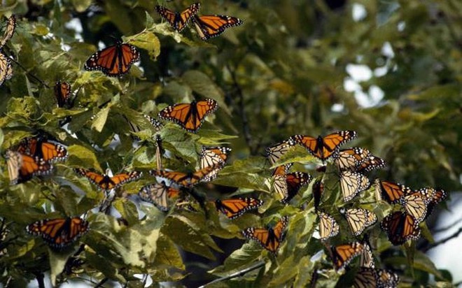Hàng triệu bướm vua rực rỡ sắc màu bay rợp trời nước Mỹ - Ảnh 9.
