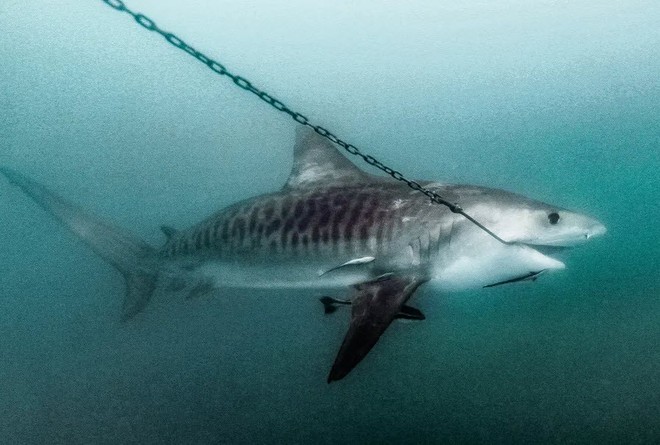 24h qua ảnh: Cá mập bị mắc lưỡi câu của ngư dân - Ảnh 10.
