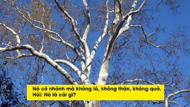 Những câu đố làm khó cả người lớn (P1): Tại sao Adam và Eva không ăn quả chà là? - Ảnh 4.