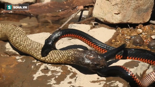 Từng ăn thịt cả loài rắn độc thứ 2 thế giới, rắn đen bụng đỏ lại bị kẻ thù này đánh bại - Ảnh 1.