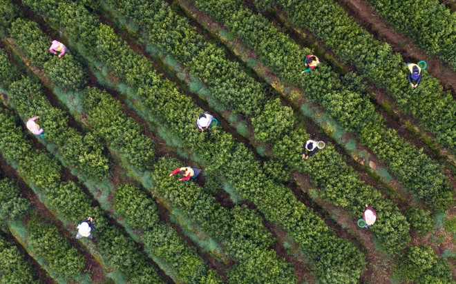 24h qua ảnh: Nông dân Indonesia thu hoạch bắp cải gần núi lửa đang hoạt động - Ảnh 10.