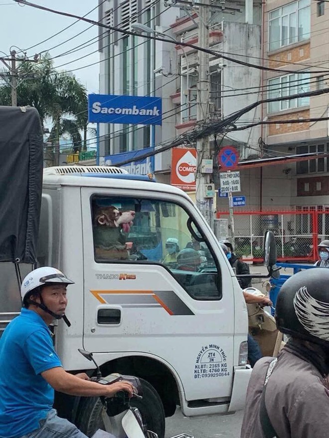 Hình ảnh chú chó say xe, thò đầu qua cửa sổ khiến người đi đường phải ngoái lại nhìn  - Ảnh 1.