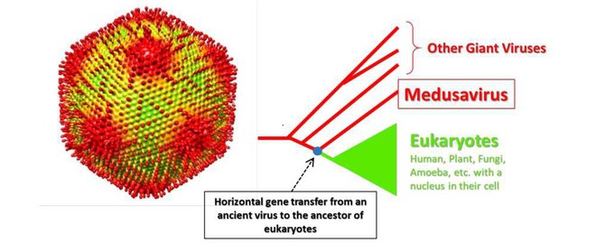 Phát hiện virus có khả năng như quái vật Medusa của thần thoại Hy Lạp - Ảnh 1.