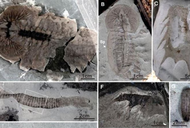 Trung Quốc: Phát hiện hàng chục ngàn hóa thạch 500 triệu năm tuổi - Ảnh 1.