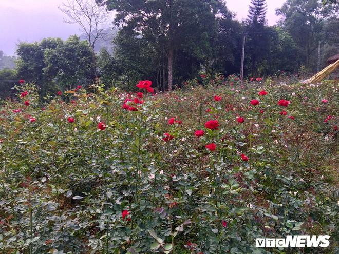 Ảnh: Ngỡ ngàng vẻ đẹp của thung lũng hoa hồng lớn nhất Việt Nam - Ảnh 2.