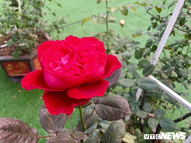 Ảnh: Ngỡ ngàng vẻ đẹp của thung lũng hoa hồng lớn nhất Việt Nam
