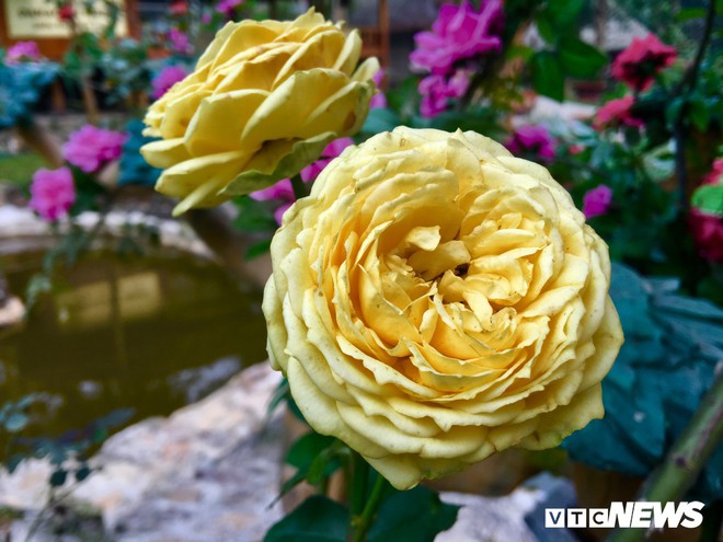 Ảnh: Ngỡ ngàng vẻ đẹp của thung lũng hoa hồng lớn nhất Việt Nam - Ảnh 4.