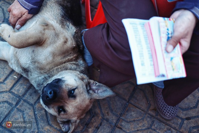 Câu chuyện đáng yêu của người phụ nữ bán vé số và chú chó lang thang ở Đà Lạt - Ảnh 4.