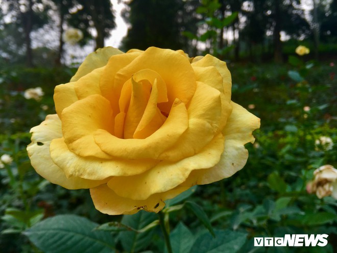 Ảnh: Ngỡ ngàng vẻ đẹp của thung lũng hoa hồng lớn nhất Việt Nam - Ảnh 5.