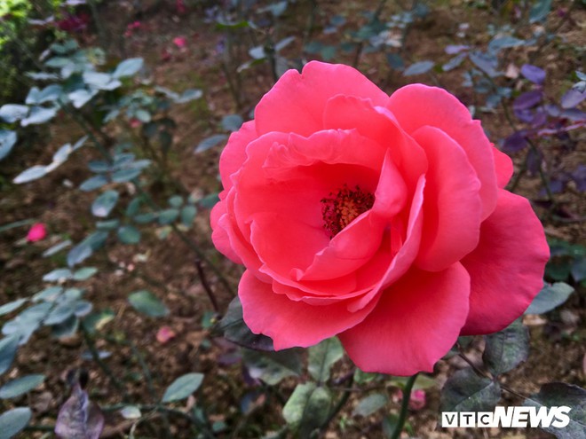 Ảnh: Ngỡ ngàng vẻ đẹp của thung lũng hoa hồng lớn nhất Việt Nam - Ảnh 6.