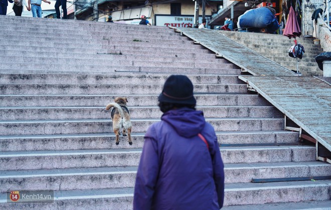 Câu chuyện đáng yêu của người phụ nữ bán vé số và chú chó lang thang ở Đà Lạt - Ảnh 6.