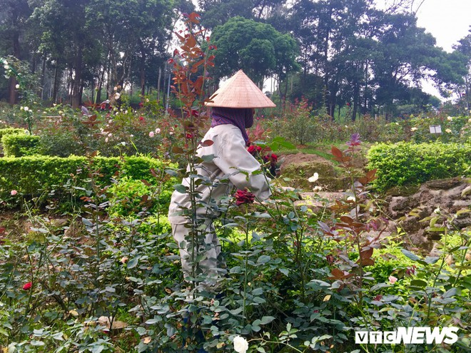 Ảnh: Ngỡ ngàng vẻ đẹp của thung lũng hoa hồng lớn nhất Việt Nam - Ảnh 8.