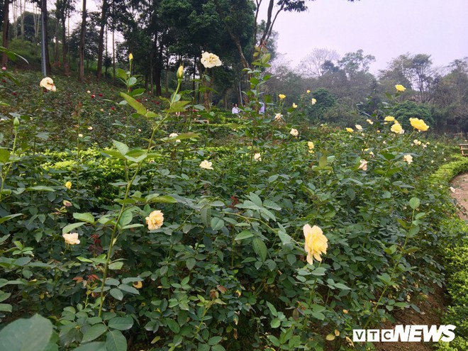 Ảnh: Ngỡ ngàng vẻ đẹp của thung lũng hoa hồng lớn nhất Việt Nam - Ảnh 10.