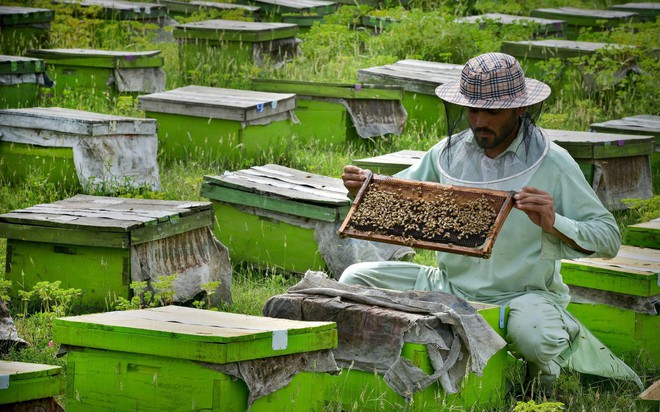 24h qua ảnh: Du khách chiêm ngưỡng hoa anh đào nở rộ ở thủ đô Nhật Bản - Ảnh 5.