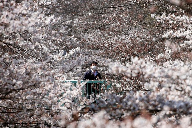 24h qua ảnh: Du khách chiêm ngưỡng hoa anh đào nở rộ ở thủ đô Nhật Bản - Ảnh 1.