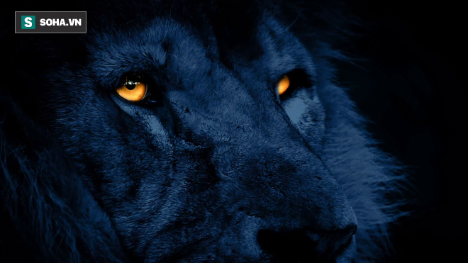 Bí mật về đôi mắt lấp lánh trong đêm, thứ vũ khí chết người của sư tử - Ảnh 1.