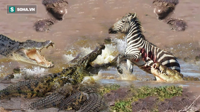 Bị 2 con cá sấu khổng lồ dìm xuống giữa hồ, ngựa vằn thoát chết khó tin - Ảnh 1.