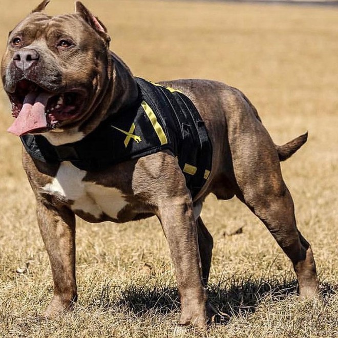 Giống chó Pitbull với cảnh báo NGUY HIỂM - Ảnh 1.