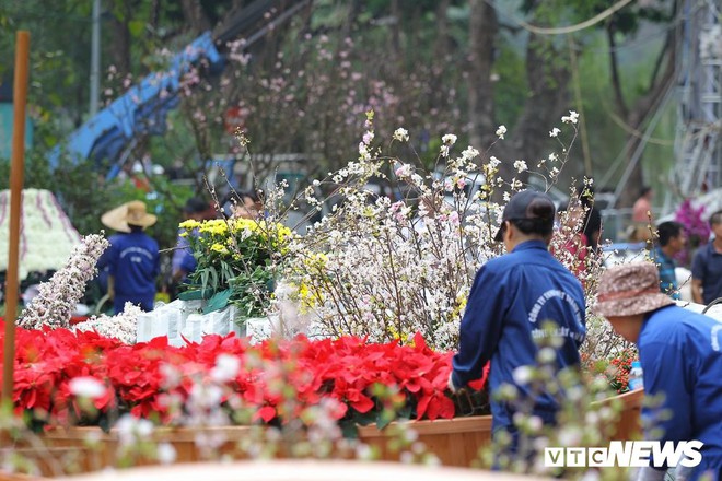 Ảnh: 40.000 cành hoa anh đào chuyển từ Nhật Bản tới Hà Nội - Ảnh 2.