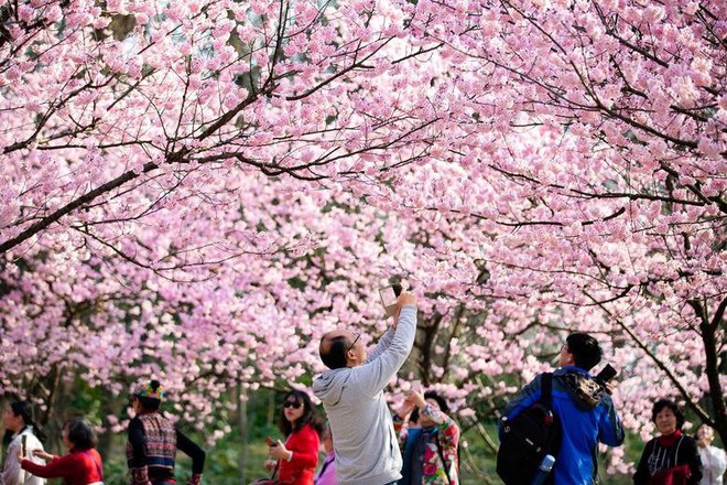 Chiêm ngưỡng hoa anh đào bước vào mùa bung nở đẹp nhất năm - Ảnh 4.