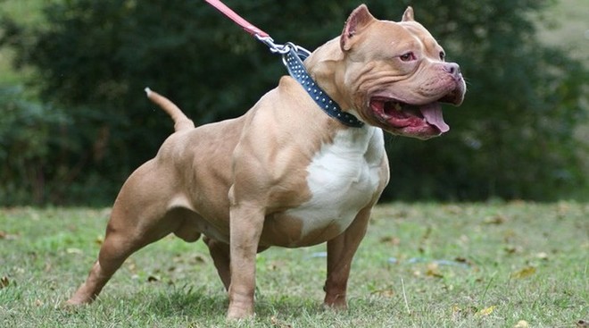 Giống chó Pitbull với cảnh báo NGUY HIỂM - Ảnh 4.