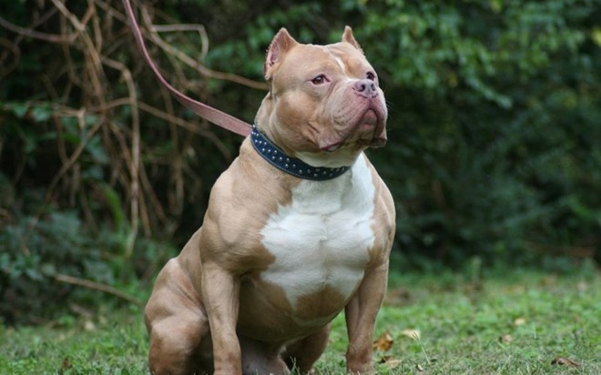 Giống chó Pitbull với cảnh báo NGUY HIỂM - Ảnh 6.